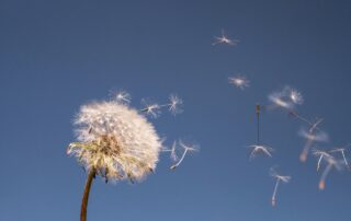 Photo of dandelion blowing in the wind